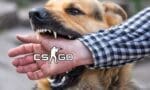 Dog Attacks, But CSGO Pro Completes His Game